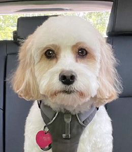 cavapoo1
