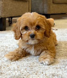 cavapoo2